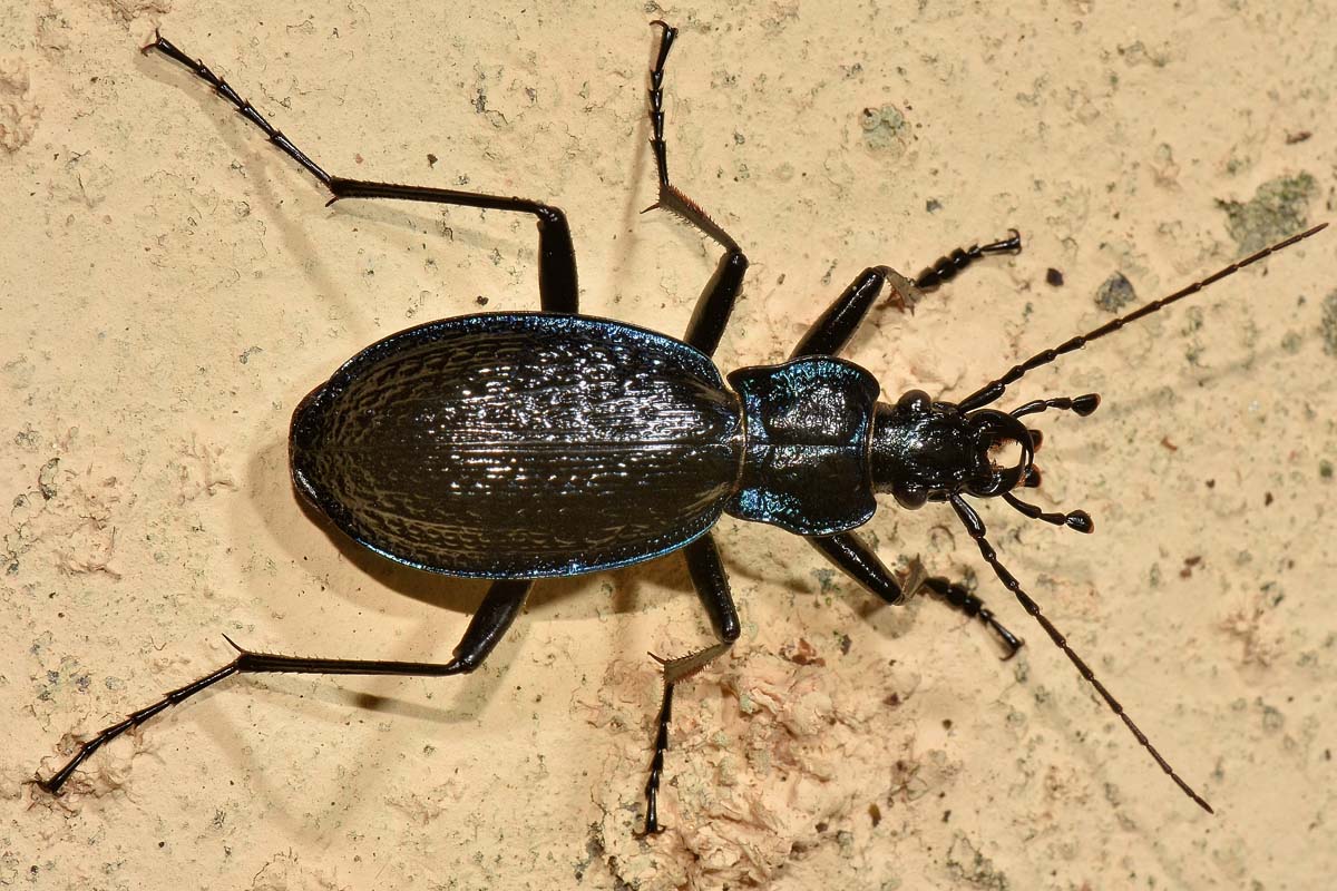 Carabidae: Carabus lefebvrei bayardi? S.